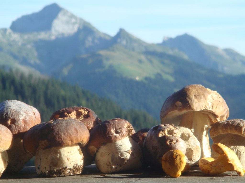 bonne cueillette de champignons en montagne près du Chalet du Gran Maci Manigod