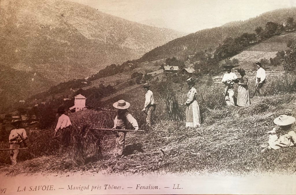 Chalet du Gran Maci Manigod : la fenaison en 1930